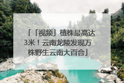 「视频」植株最高达3米！云南龙陵发现万株野生云南大百合