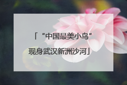 “中国最美小鸟”现身武汉新洲沙河