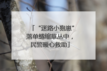 “迷路小狍崽”落单蜷缩草丛中，民警暖心救助