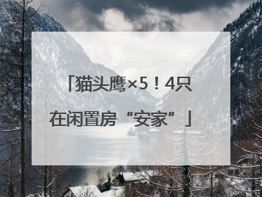 猫头鹰×5！4只在闲置房“安家”