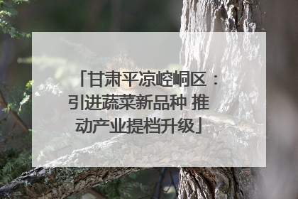 甘肃平凉崆峒区：引进蔬菜新品种 推动产业提档升级
