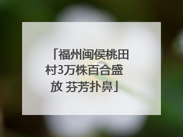 福州闽侯桃田村3万株百合盛放 芬芳扑鼻