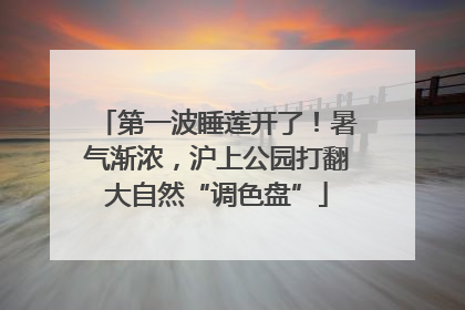 第一波睡莲开了！暑气渐浓，沪上公园打翻大自然“调色盘”