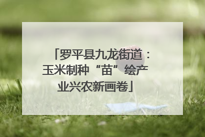 罗平县九龙街道：玉米制种“苗”绘产业兴农新画卷