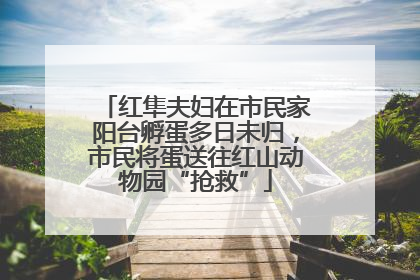 红隼夫妇在市民家阳台孵蛋多日未归，市民将蛋送往红山动物园“抢救”