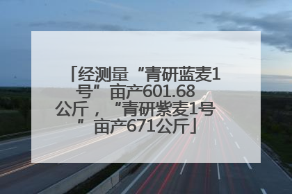 经测量“青研蓝麦1号”亩产601.68公斤，“青研紫麦1号”亩产671公斤