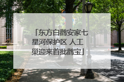 东方白鹳安家七星河保护区 人工巢迎来首批鹳宝