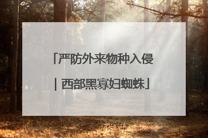 严防外来物种入侵｜西部黑寡妇蜘蛛