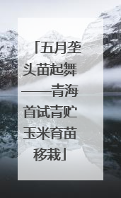 五月垄头苗起舞——青海首试青贮玉米育苗移栽