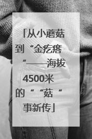 从小蘑菇到“金疙瘩“——海拔4500米的““菇“事新传
