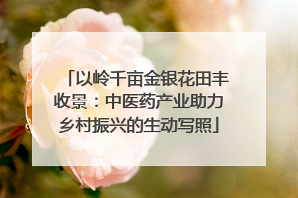 以岭千亩金银花田丰收景：中医药产业助力乡村振兴的生动写照