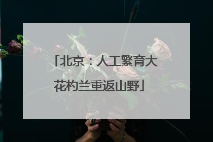 北京：人工繁育大花杓兰重返山野