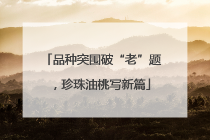 品种突围破“老”题，珍珠油桃写新篇