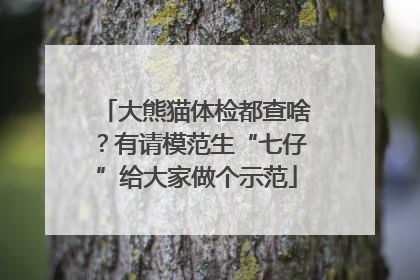 大熊猫体检都查啥？有请模范生“七仔”给大家做个示范