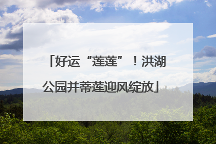 好运“莲莲”！洪湖公园并蒂莲迎风绽放