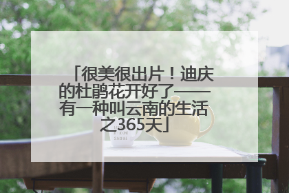 很美很出片！迪庆的杜鹃花开好了——有一种叫云南的生活之365天