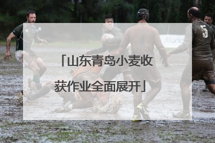 山东青岛小麦收获作业全面展开