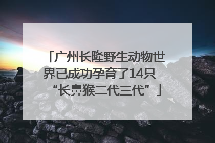 广州长隆野生动物世界已成功孕育了14只“长鼻猴二代三代”
