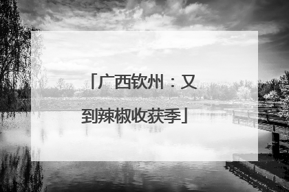广西钦州：又到辣椒收获季