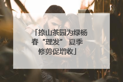 捺山茶园为绿杨春“理发” 夏季修剪促增收