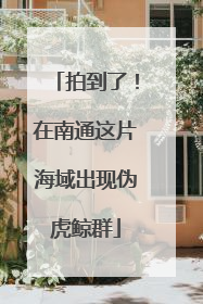 拍到了！在南通这片海域出现伪虎鲸群