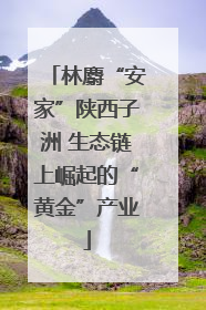 林麝“安家”陕西子洲 生态链上崛起的“黄金”产业