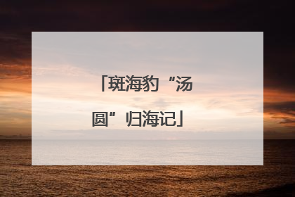 斑海豹“汤圆”归海记