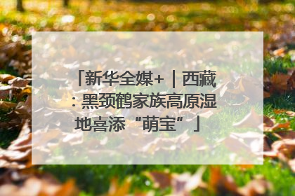 新华全媒+｜西藏：黑颈鹤家族高原湿地喜添“萌宝”