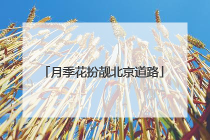 月季花扮靓北京道路