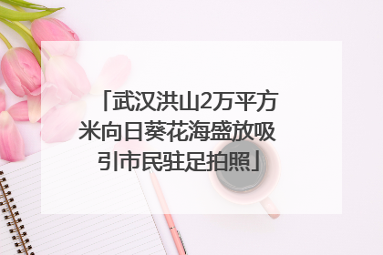 武汉洪山2万平方米向日葵花海盛放吸引市民驻足拍照