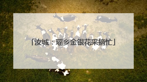 汝城：瑶乡金银花采摘忙