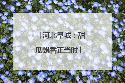 河北阜城：甜瓜飘香正当时