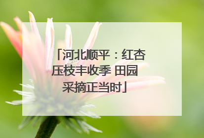 河北顺平：红杏压枝丰收季 田园采摘正当时