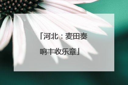 河北：麦田奏响丰收乐章