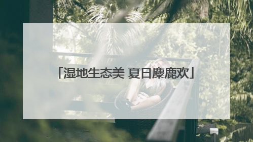 湿地生态美 夏日麋鹿欢