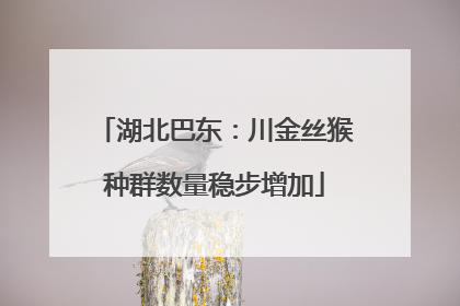 湖北巴东：川金丝猴种群数量稳步增加