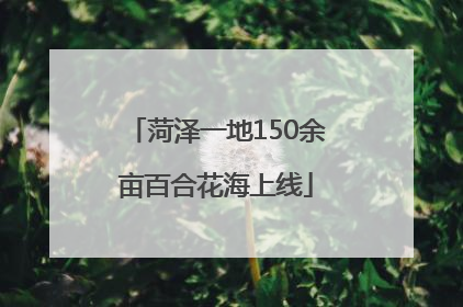 菏泽一地150余亩百合花海上线
