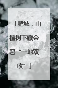 肥城：山楂树下藏金薯“一地双收”