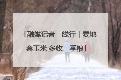 融媒记者一线行｜麦地套玉米 多收一季粮