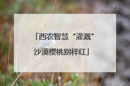 西农智慧“灌溉” 沙漠樱桃别样红