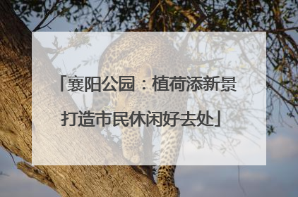 襄阳公园：植荷添新景 打造市民休闲好去处