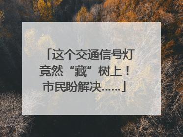 这个交通信号灯竟然“藏”树上！市民盼解决……