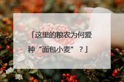 这里的粮农为何爱种“面包小麦”？
