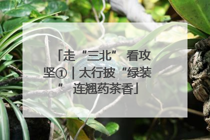 走“三北” 看攻坚①｜太行披“绿装” 连翘药茶香