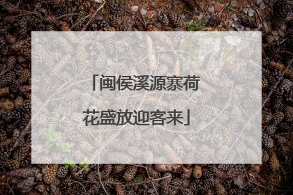 闽侯溪源寨荷花盛放迎客来