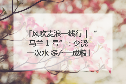 风吹麦浪一线行｜“马兰 1 号”：少浇一次水 多产一成粮