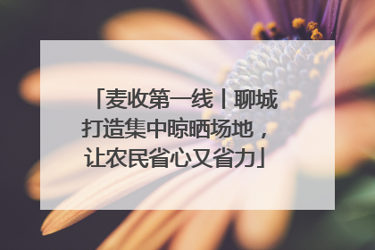 麦收第一线丨聊城打造集中晾晒场地，让农民省心又省力